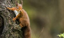 松树上的松鼠_400字