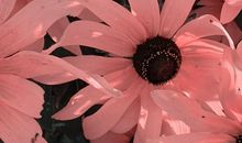 [为学杯C组]亲情永远馨香_1000字