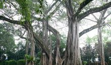 故乡的榕树 _1500字