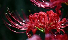 彼岸花与叶_1500字