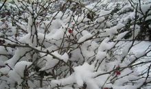 2012的第一场雪_350字