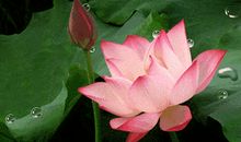 [为学杯A组]聪明的白白_450字