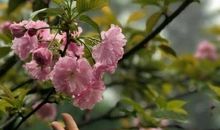 流年轻伤弹落花_1500字