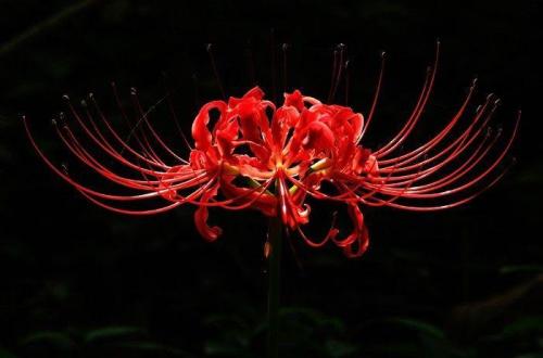在鲜花和叶子的另一边（第2章）_1500字