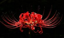 彼岸花与叶（第二章）_1500字