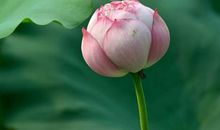 岁月的痛苦_300字