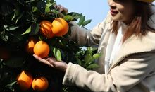 家乡的桔子_250字