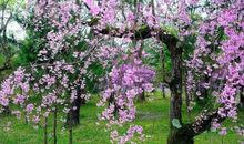 花开花落，不落幕_1200字