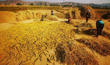 丰收的季节_300字