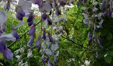 大漠宿愿_2000字