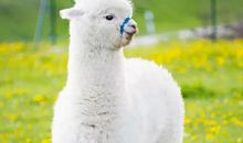 假如性格可以设计_600字