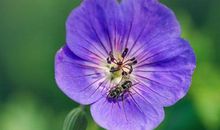 电脑抢走了爸爸妈妈_400字