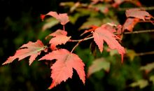 窗外，细雨濛濛下_300字