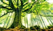 我好想有一棵大树_650字