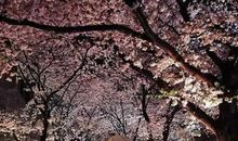 樱花树下的等待_1200字