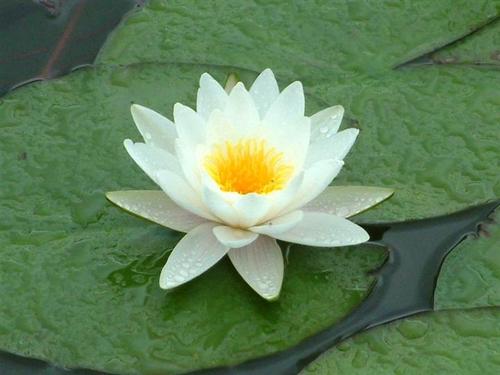 睡莲和莲花_800字