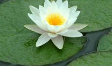 睡莲和莲花_800字