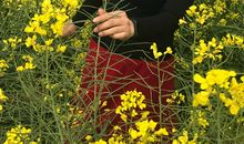 朋友，让我们走向田野吧_650字