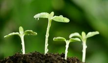 我眼中的春天_700字