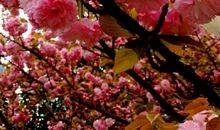 春天的景色_350字