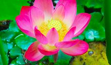 繁华落尽、不染凡尘_450字