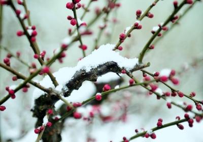 雪在雪中_400字