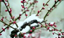 雪中一抹红_400字