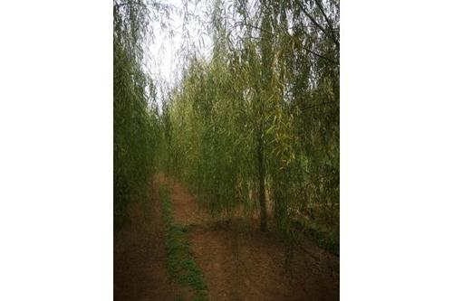 柳树村_400字