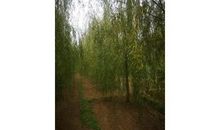 东阜村的垂柳_400字