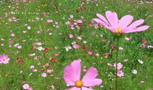 路边的“野花”不要采_400字