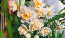 亭亭玉立的水仙花公主_800字