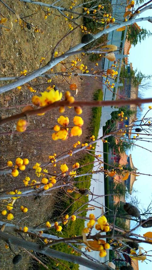 梅，永远不会失去灵魂_1200字