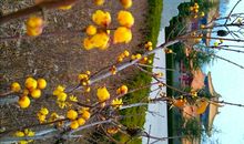 梅，永不失魂_1200字