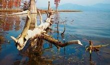 欣赏冬的美丽_600字