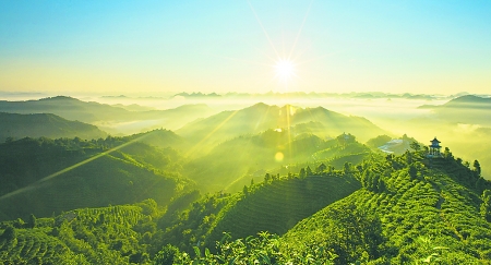 美丽的风景茶_450字