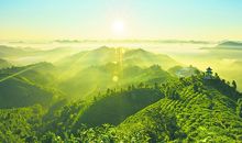 美景茶山_450字