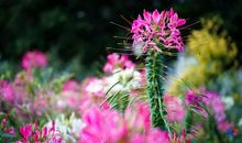 花终于开啦_200字