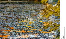 秋天的叶子_250字