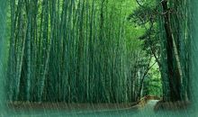 雨静·雨美_450字