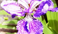 我和春天有个约会_750字