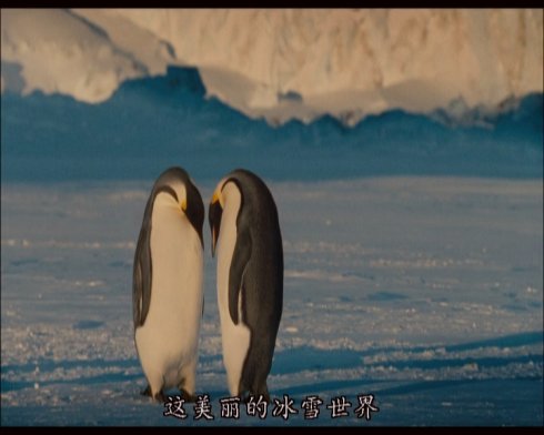 “皇帝企鹅日记”