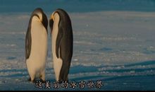 《帝企鹅日记》观后感_450字