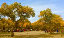 额济纳旗之旅_900字