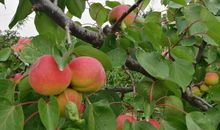 我长大了（36）_650字