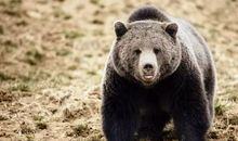 四年级观后感：不是狗熊是英雄，不是穷人是土豪——观《熊出没》有感_550字