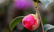 那年山茶_1200字