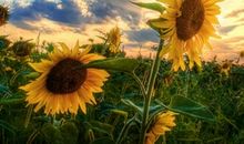 沙粒也可以拥有梦想_450字