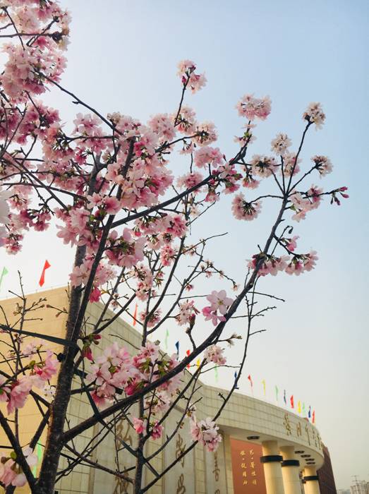 在鲜花之际_700字