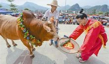 牛王的传说_700字