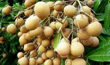 家乡的龙眼_400字